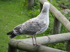 Larus argentatus