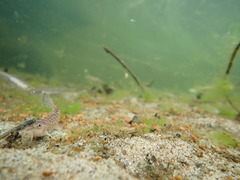 Barbatula barbatula
