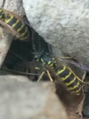 Vespula