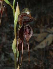 Pterostylis cheraphila