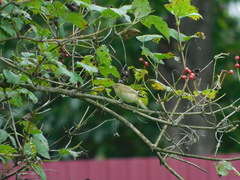 Phylloscopus collybita