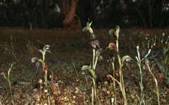 Pterostylis cheraphila