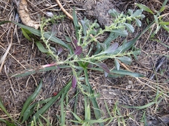 Amaranthus albus