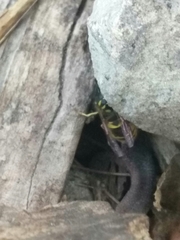 Vespula