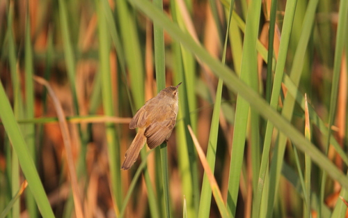 River Prinia (Prinia fluviatilis), photo 6