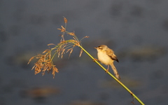 Prinia fluviatilis