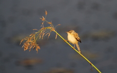 Prinia fluviatilis