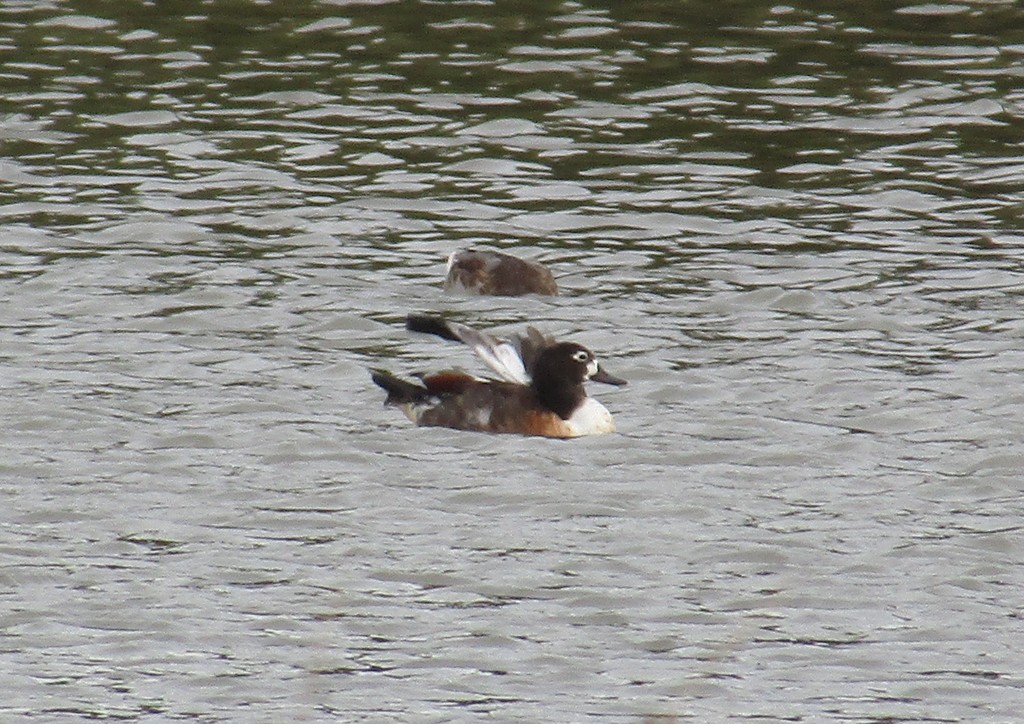 Australian Shelduck