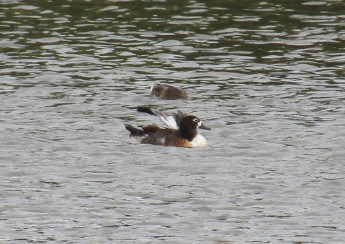 Australian Shelduck