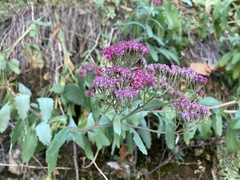 Hylotelephium telephium fabaria