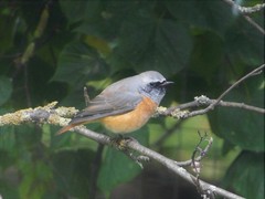 Phoenicurus phoenicurus