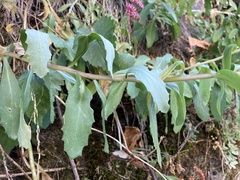 Hylotelephium telephium fabaria