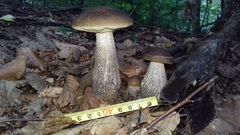 Leccinellum pseudoscabrum