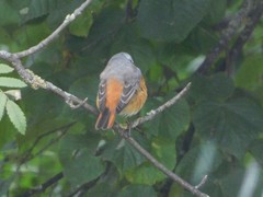 Phoenicurus phoenicurus