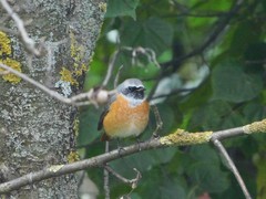 Phoenicurus phoenicurus