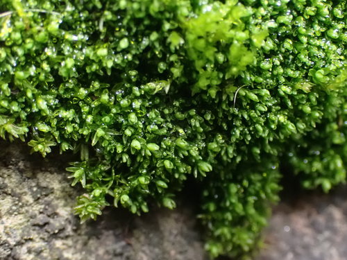 Grimmia mollis observed 2020-09-12
