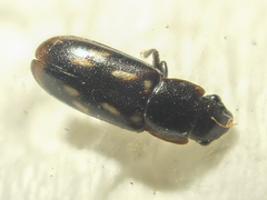 Glischrochilus vittatus