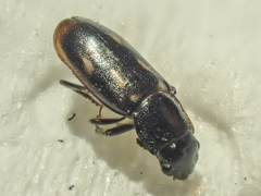 Glischrochilus vittatus