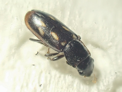 Glischrochilus vittatus