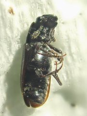 Glischrochilus vittatus