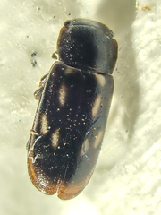 Glischrochilus vittatus