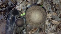 Leccinellum pseudoscabrum