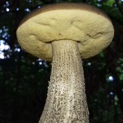 Leccinellum pseudoscabrum
