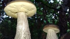 Leccinellum pseudoscabrum