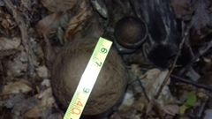 Leccinellum pseudoscabrum