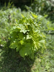 Humulus lupulus