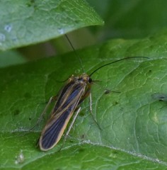 Chimarra marginata