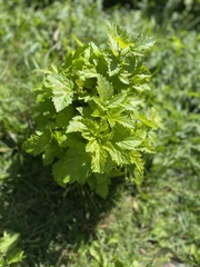 Humulus lupulus