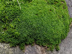Grimmia mollis