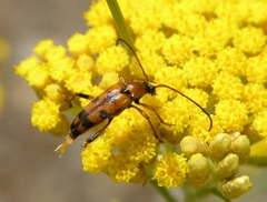 Stenurella septempunctata