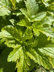 Humulus lupulus
