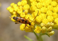 Stenurella septempunctata
