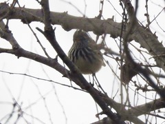 Anairetes flavirostris