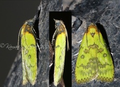 Doloessa viridis