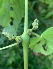 Neolasioptera boehmeriae