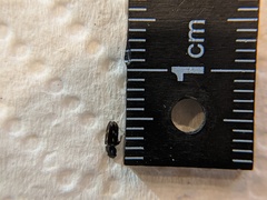 Glischrochilus vittatus