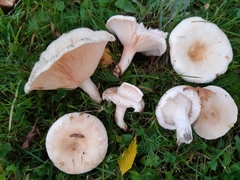 Lactarius resimus