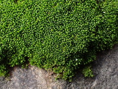 Grimmia mollis