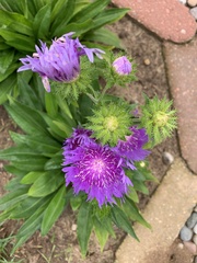 Stokesia