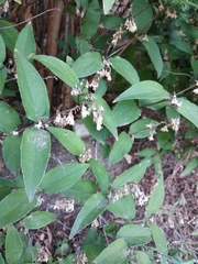 Deutzia albida