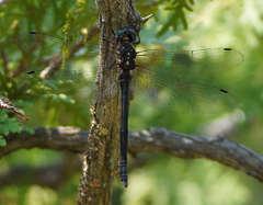 Somatochlora tenebrosa