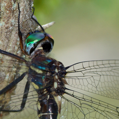 Somatochlora tenebrosa