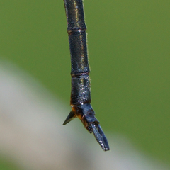 Somatochlora tenebrosa