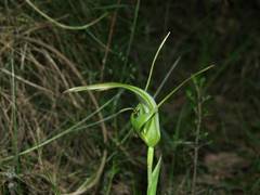 Pterostylis falcata