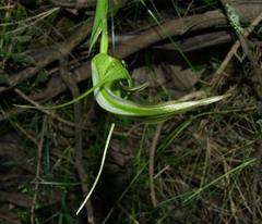 Pterostylis falcata