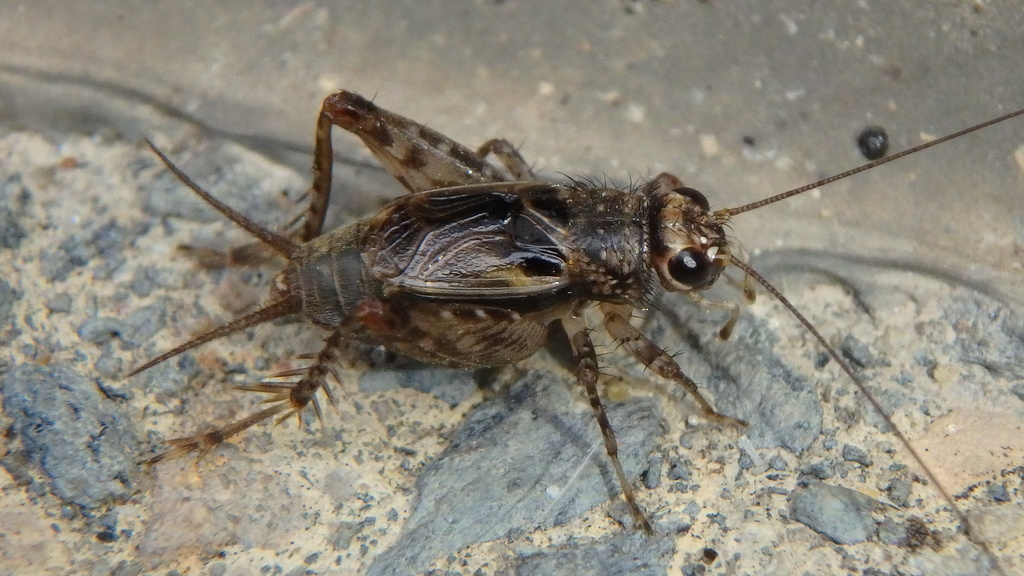 Variegated ground cricket